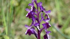 Anacamptis morio longicornu