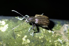 Fidia phoebicola