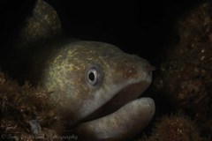 Gymnothorax pseudothyrsoideus