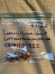 Laccaria laccata