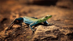 Platysaurus intermedius intermedius