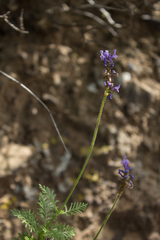 Lavandula canariensis subsp. canariensis image