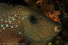 Prionurus maculatus
