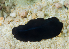 Tytthosoceros nocturnus