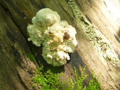 Planorbarius corneus