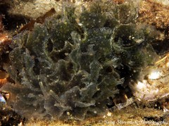 Polybranchia pallens