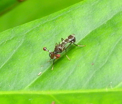 Megalabops quadriguttata