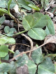 Trifolium stoloniferum