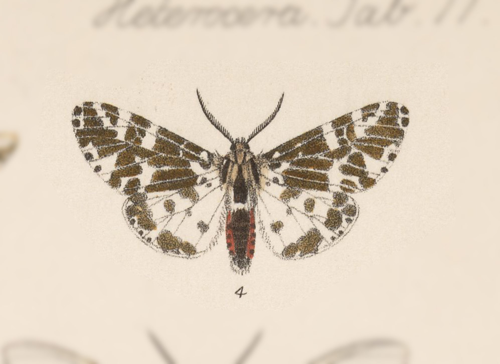 Hyphantria orizaba