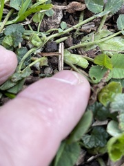 Trifolium stoloniferum
