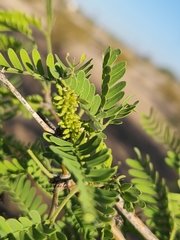 Prosopis pubescens