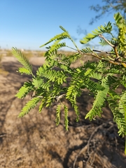 Prosopis pubescens