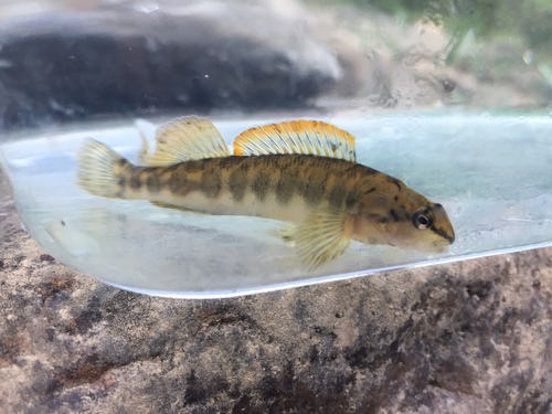 Bronze darter (Percina palmaris) — Percidae — 4