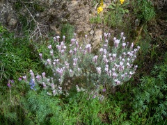 Lavandula stoechas stoechas