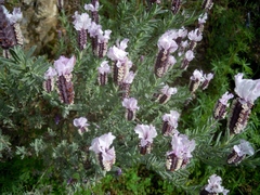 Lavandula stoechas stoechas