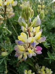 Lupinus variicolor