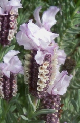 Lavandula stoechas stoechas