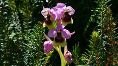 Ophrys tenthredinifera