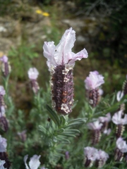 Lavandula stoechas stoechas