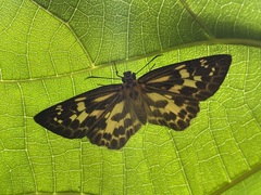 Abraximorpha davidii