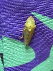 Tituria