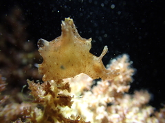 Aplysia reticulata