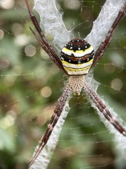 Argiope minuta