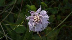 Neotinea tridentata commutata