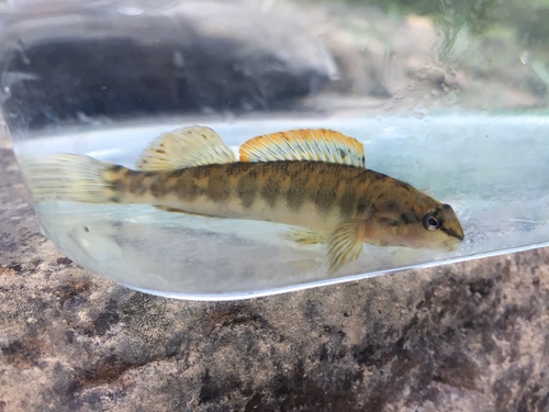 Bronze Darter