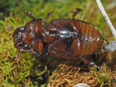 Bodilopsis rufa