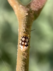 Phola octodecimguttata