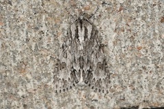 Acronicta longa