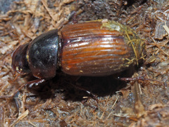 Bodilopsis rufa