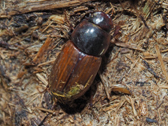 Bodilopsis rufa