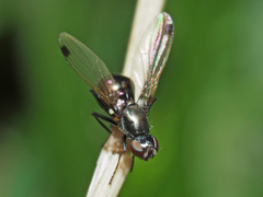 Sepsis fulgens