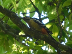 Dendrocopos himalayensis