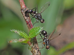 Sepsis fulgens