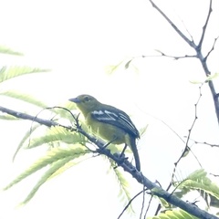 Aegithina viridissima