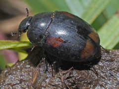 Sphaeridium scarabaeoides