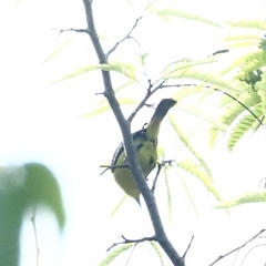 Aegithina viridissima