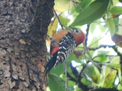 Dendrocopos hyperythrus