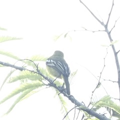 Aegithina viridissima