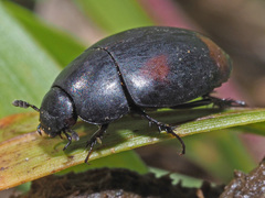 Sphaeridium scarabaeoides