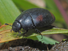 Sphaeridium scarabaeoides