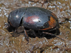 Sphaeridium scarabaeoides