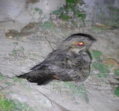 Caprimulgiformes