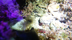 Acromegalomma vesiculosum