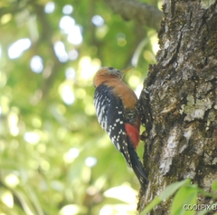 Dendrocopos hyperythrus