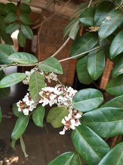 Derris scandens