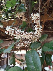 Derris scandens